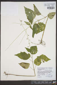 Circaea quadrisulcata image