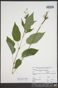 Circaea canadensis image