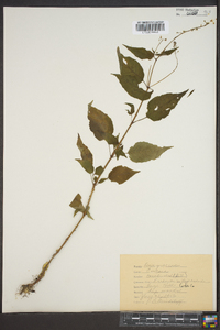 Circaea canadensis image