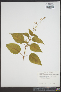 Circaea quadrisulcata image