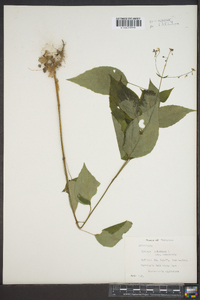 Circaea canadensis image