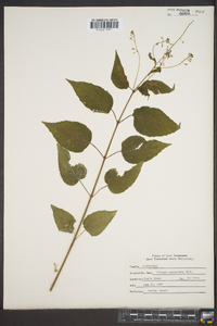 Circaea canadensis image