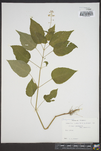 Circaea canadensis image