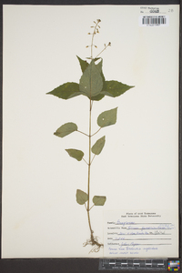 Circaea quadrisulcata image