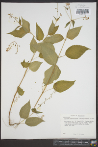 Circaea quadrisulcata image