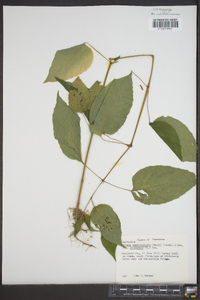 Circaea quadrisulcata image