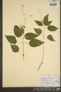 Circaea alpina image