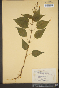 Circaea canadensis image