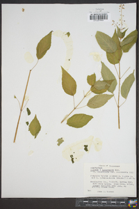 Circaea intermedia image