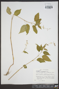 Circaea intermedia image