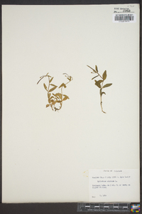 Epilobium anagallidifolium image