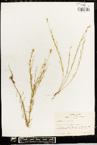 Oenothera linifolia image