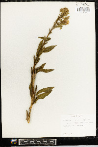 Oenothera villosa image