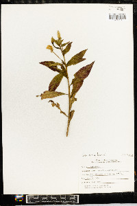 Oenothera parviflora image