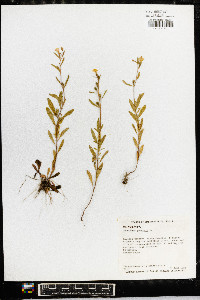 Oenothera perennis image