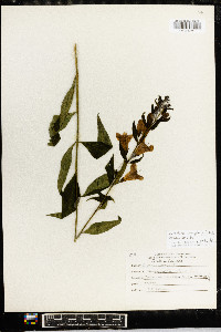 Aureolaria laevigata image