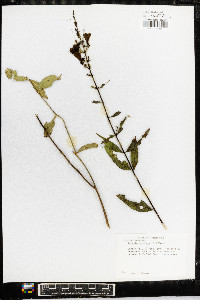 Aureolaria flava image