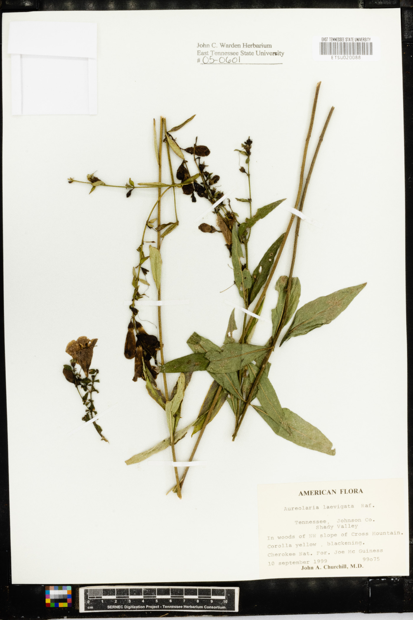 Aureolaria laevigata image