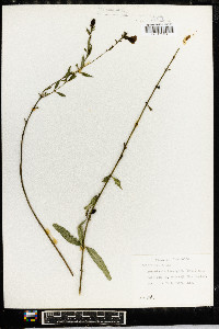 Aureolaria laevigata image