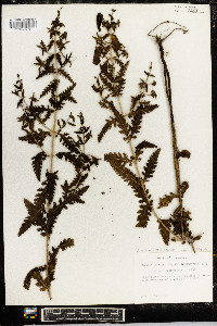 Aureolaria pedicularia image