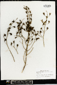 Aureolaria pedicularia image