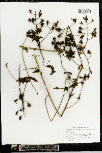 Aureolaria pedicularia image