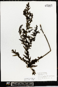 Aureolaria pedicularia image