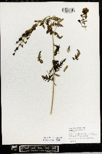 Aureolaria pedicularia image