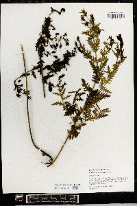 Aureolaria pedicularia image