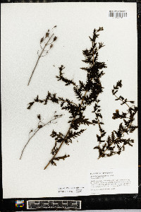 Aureolaria pedicularia image