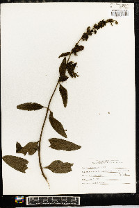 Aureolaria virginica image