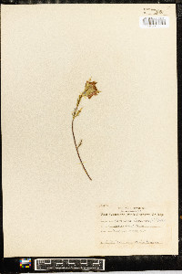 Castilleja coccinea image