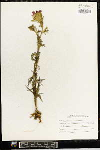 Castilleja coccinea image