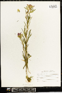 Castilleja coccinea image