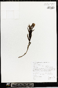 Castilleja christii image