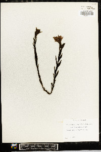 Castilleja occidentalis image