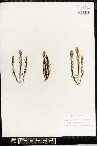 Castilleja occidentalis image