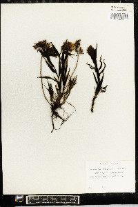 Castilleja occidentalis image