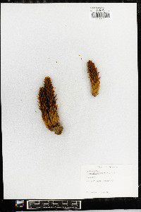 Conopholis americana image