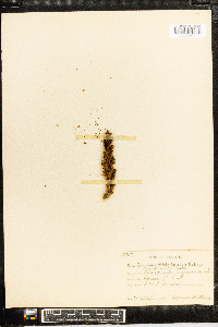 Conopholis americana image