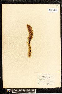 Conopholis americana image