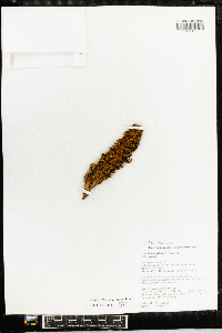 Conopholis americana image