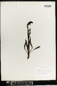 Pedicularis groenlandica image