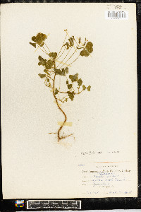 Oxalis florida image