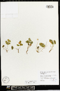 Oxalis montana image