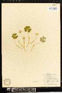 Oxalis montana image