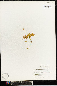 Oxalis acetosella image