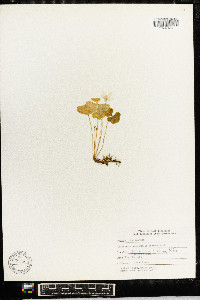 Oxalis acetosella image