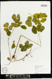 Oxalis grandis image