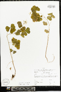 Oxalis grandis image